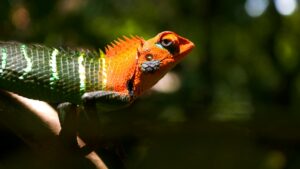 Udawalawe