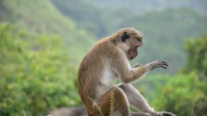 ¿Dónde dormir en Dambulla?