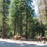 Yosemite National Park