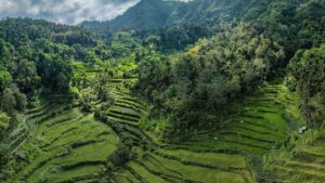 Ubud - Bali