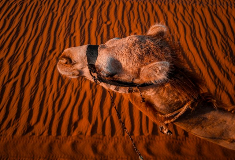 Fotografía de Aqaba - Guía de viaje 2026