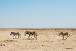 Etosha