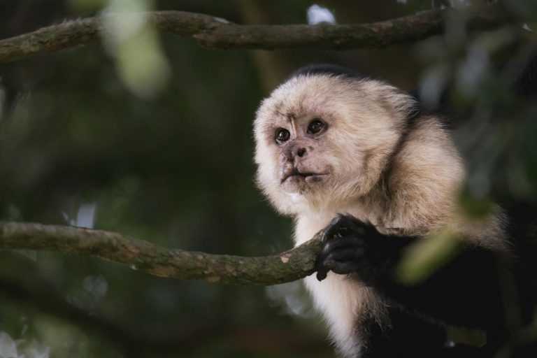 Fotografía de Monteverde - Guía de viaje 2026