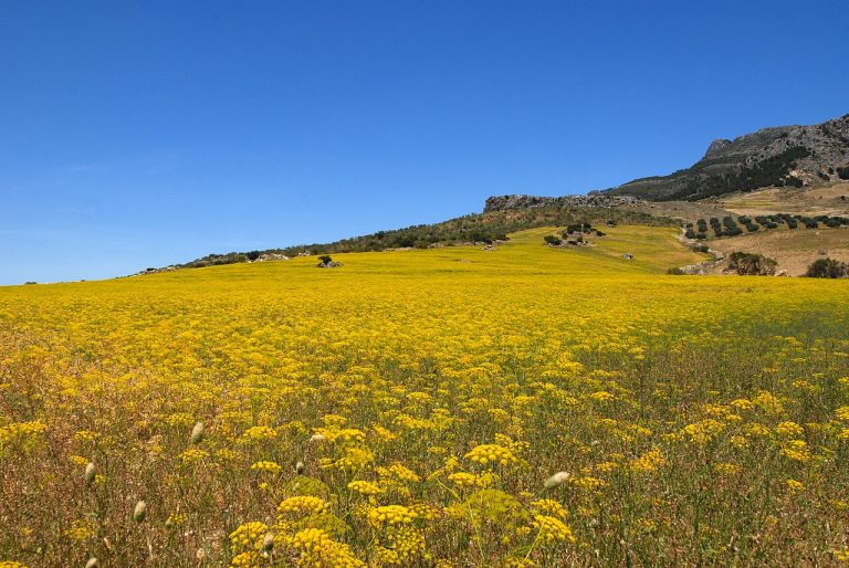 Fotografía de Sierra de las Nieves - Guía de viaje 2026
