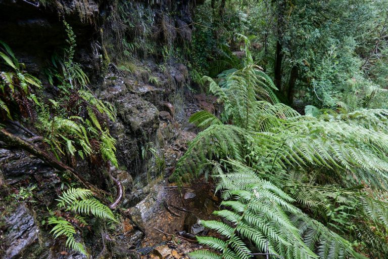 Fotografía de Tasmania - Guía de viaje 2026
