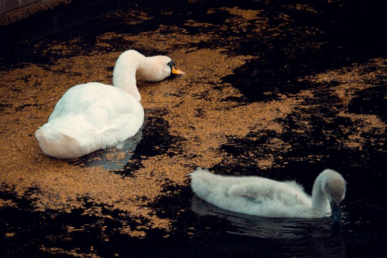 Fotografía de Volendam - Guía de viaje 2026