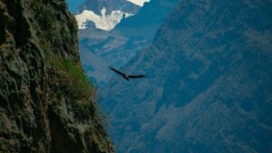 Guía de viaje al Cañón del Colca 2026