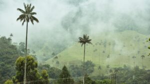 Guía de Salento y el Valle de Cocora 2026