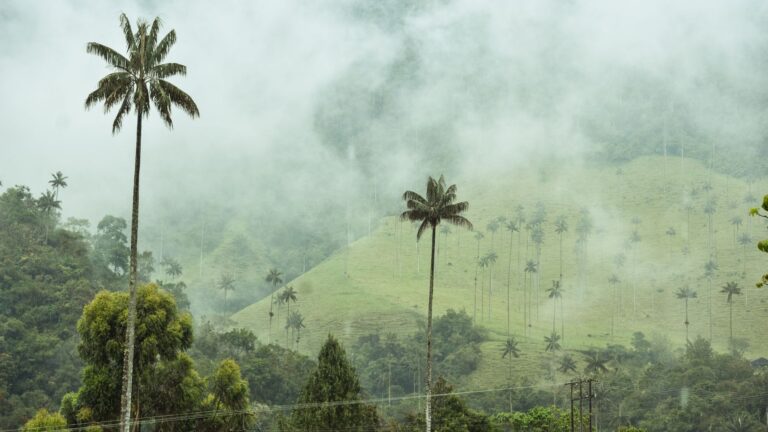 Fotografía de Salento y Valle de Cocora - Guía de viaje 2026
